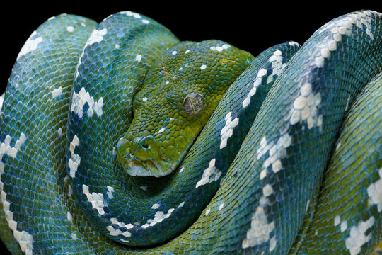 Closeup of Green Tree Python (Morelia viridis). This Green Tree Python is a rare species - with blue color.