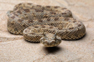 Cerastes cerastes snake commonly known as the Saharan Horned Viper or Desert Horned Viper.