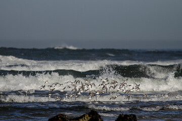Flock of sanderlings in flight