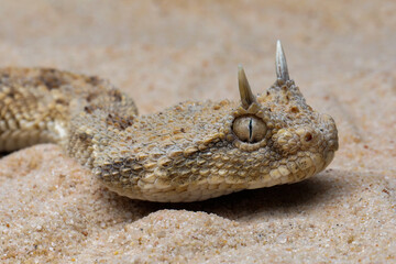 Cerastes cerastes snake commonly known as the Saharan Horned Viper or Desert Horned Viper.