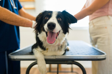 Beautiful border collie dog at the vet