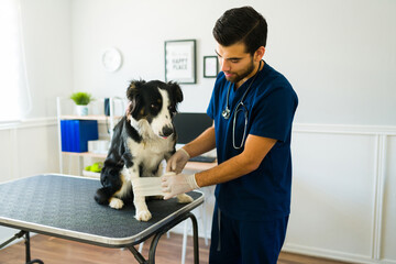 Professional vet bandaging an injured border collie dog