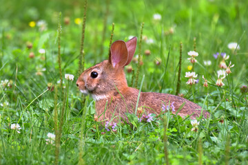 Baby Bunny in the grass eating clover.  Rabbit in our yard in Windsor in Upstate NY this Summer.