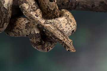 Naklejka premium Candoia carinata, known commonly as Candoia ground boa snake, Pacific ground boa, or Pacific keel-scaled boa, camouflage with brown tree trunk colors.