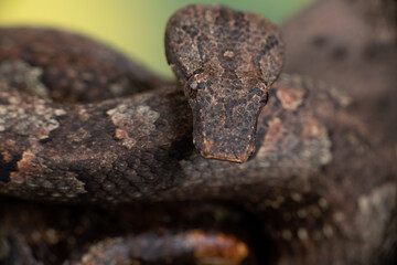 Candoia carinata snake, known commonly as Candoia ground boa snake, Pacific ground boa, or Pacific keel-scaled boa, usually camouflage with brown tree trunk colors.