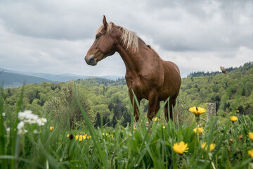 Plakat Lonely horse in a carpathian mountains on a pasture under a cloudy sky in Ukraine.
