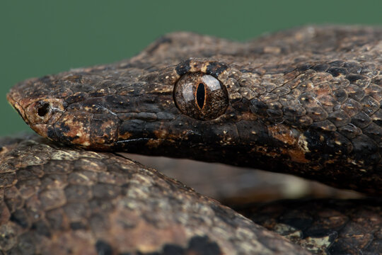 Closeup head of Candoia carinata snake, known commonly as Candoia ground boa snake, Pacific ground boa, or Pacific keel-scaled boa, camouflage with brown tree trunk colors.