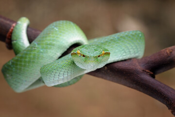 Bornean pit viper snakes, tropidolaemus subannulatus, indonesian animal