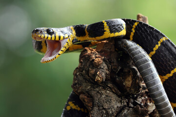 Boiga snake dendrophila or Yellow ringed snake closeup on bokeh background.