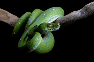 Green Tree Python (Morelia viridis) on tree branch. Green tree pythons are found in Indonesia,...