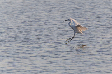 little egret flying down to pond