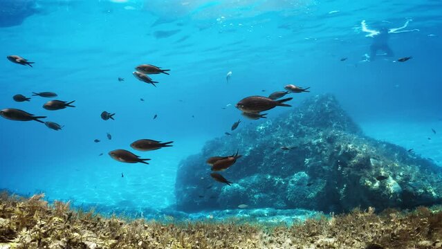 Relaxing view of underwater life 