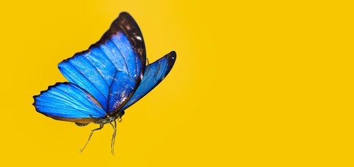 3d illustration of Blue Morpho Butterfly on color background HD  - obrazy, fototapety, plakaty