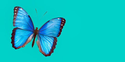 Fototapeta na wymiar 3d illustration of Blue Morpho Butterfly on color background HD 