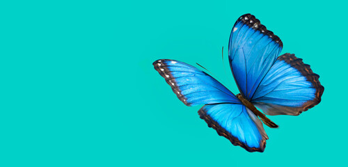 Obraz na płótnie Canvas 3d illustration of Blue Morpho Butterfly on color background HD 