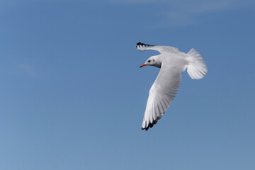 common gull flying in a blue sky