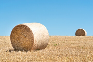 hay bales in the field