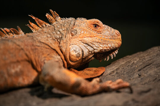 Agama brodata