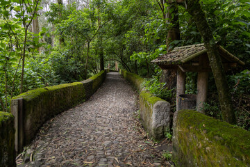 stone path surrounded with trees, outdoor place with nature, peaceful landscape as wallpaper