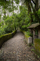long straight stone path surrounded by leafy trees, outdoor place with nature, peaceful landscape as wallpaper in the day, tourist place