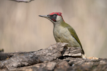 Green woodpecker on feeding table.