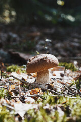 mushrooms in the forest