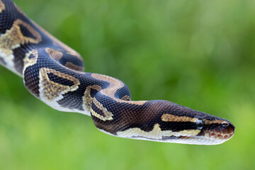 Closeup head of Ball Python Snake (Python regius) also called the Royal Python, is a species native to West and Central Africa. 