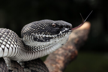 Black and White Mangrove Pit Viper (Trimeresurus purpureomaculatus).