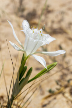 White Pankration Maritime Flower Close Up