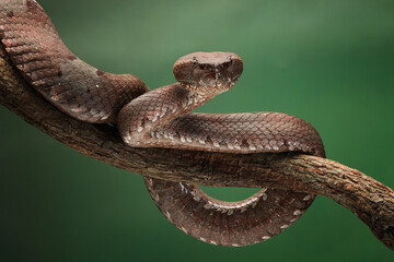 Trimeresurus puniceus (Flat nosed pitviper) mostly has a foul temper snake. They are not active...