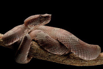 Trimeresurus puniceus (Flat nosed pitviper) mostly has a foul temper snake. They are not active...