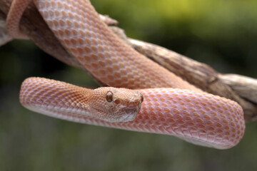 Closeup Brown mangrove pit viper. 