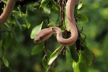 Brown mangrove pit viper on tree in forest.