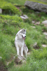 Siberian husky dog is outside with green grass and stones in background