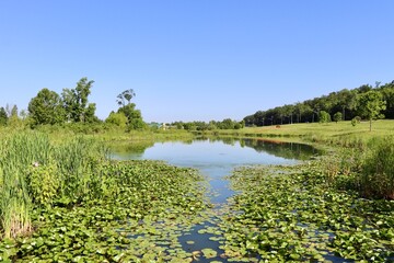 The pond in the country on a bright sunny day.