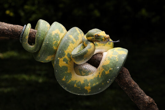 Beautiful Green Tree Python (Morelia viridis) on tree branch. This Python is a rare species.