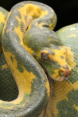 Closeup of beautiful Green Tree Python (Morelia viridis). This Python is a rare species.