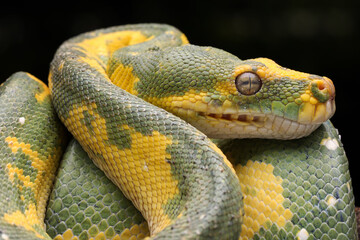 Beautiful Green Tree Python (Morelia viridis) on tree branch. This Python is a rare species.