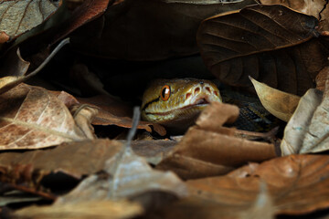 Fototapeta premium Reticulated Python (Malayopython reticulatus) is a python species native to Southeast Asia. Reticulated Python camouflage on dry leaves.
