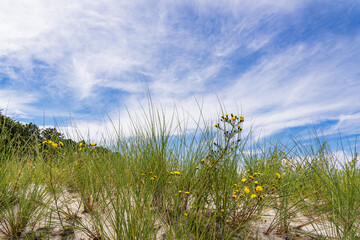 Düne an der Ostseeküste bei Zingst auf dem Fischland-Darß