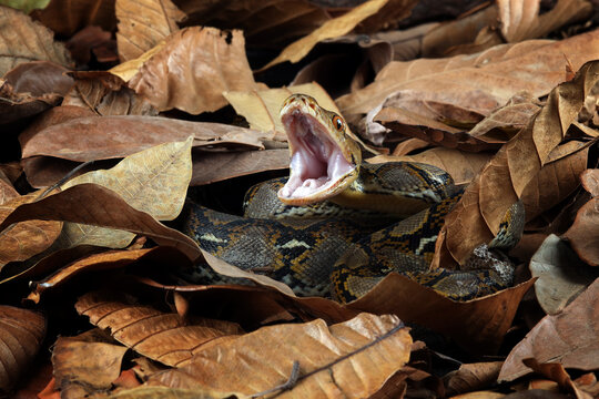 Reticulated Python (Malayopython reticulatus) is a python species native to Southeast Asia. Python is the world's longest snake. Reticulated Python camouflage on dry leaves.