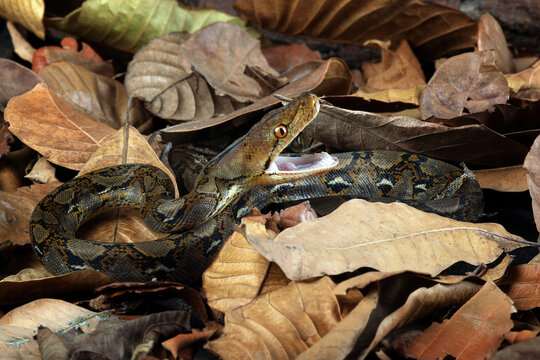Reticulated Python (Malayopython reticulatus) is a python species native to Southeast Asia. Python is the world's longest snake. Reticulated Python camouflage on dry leaves.