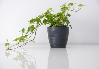 ivy in a black pot on a white table