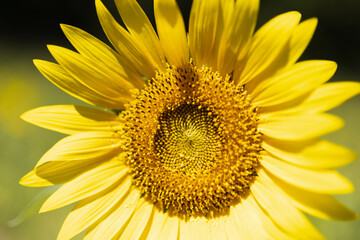 石川県小松市瀬良地区ひまわり村