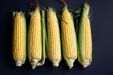 corn cobs on black background