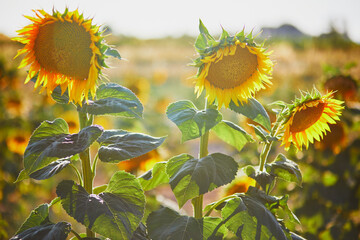 Closeup of sunflower flowers on a field in Provence, France