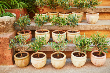 Small olive trees in clay pots on a market in Gordes, Provence, Southern France