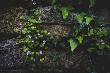 green leaves and white flowers on an old historic wall in the old town