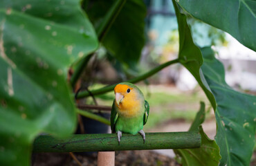 Lovebird, closeup parrot with blur background