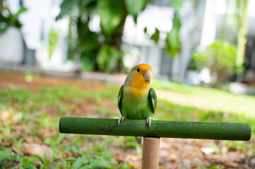 Lovebird, closeup parrot with blur background
